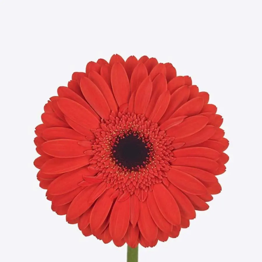 Gerbera stór