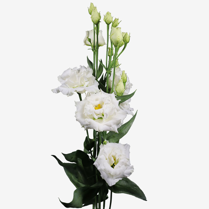 Silkivöndur, Lisianthus